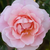 Ružová - Starých ruži - Fritz Nobis®